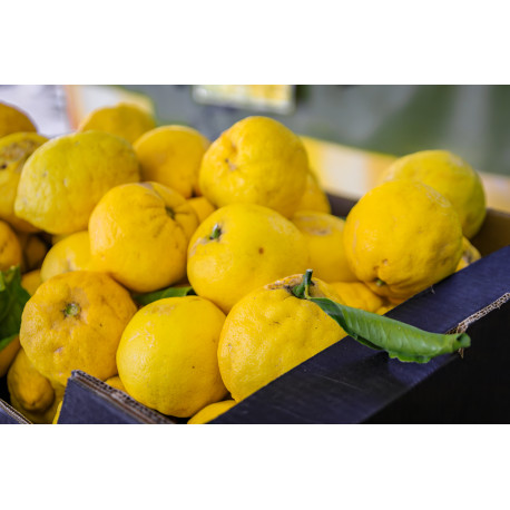 CITRON DOUX DE MENTON 5KG